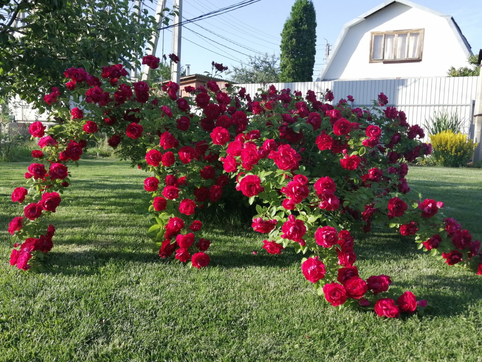 Роза плетистая Роза плетистая
