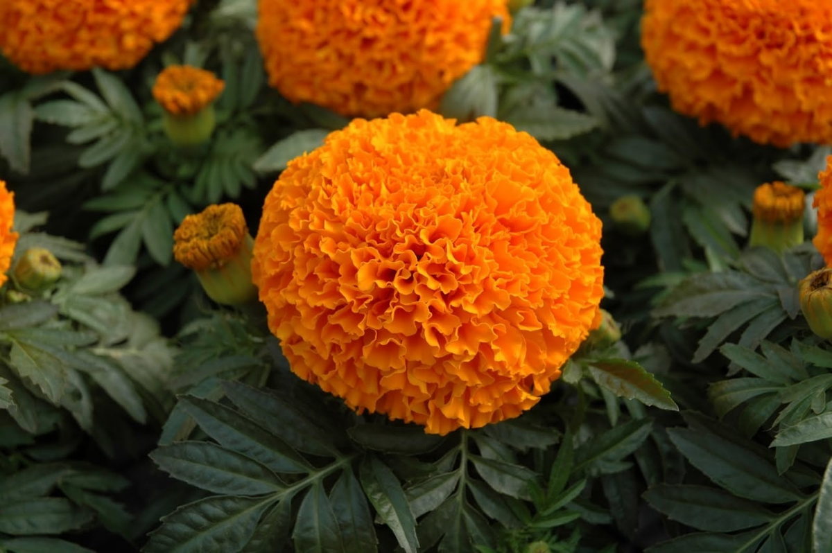 Бархатцы прямостоячие Бархатцы прямостоячие