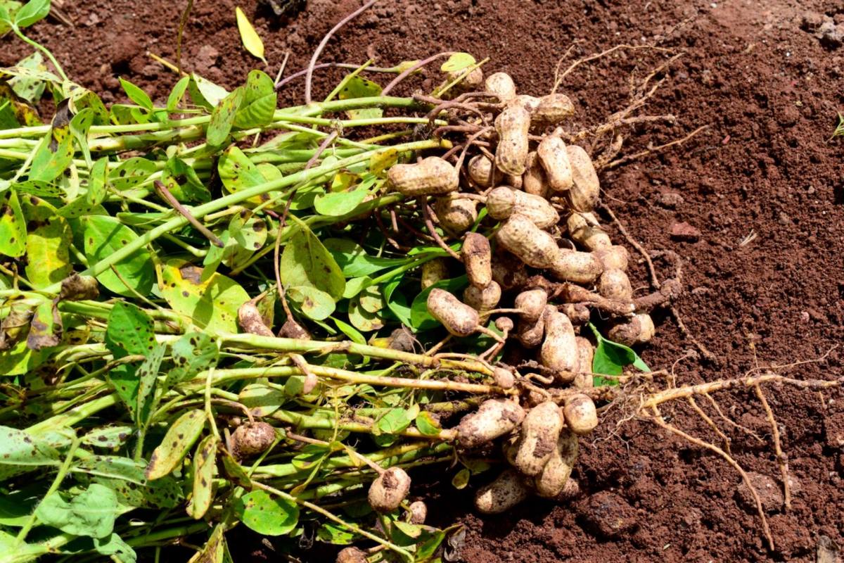 Бамбарский земляной орех