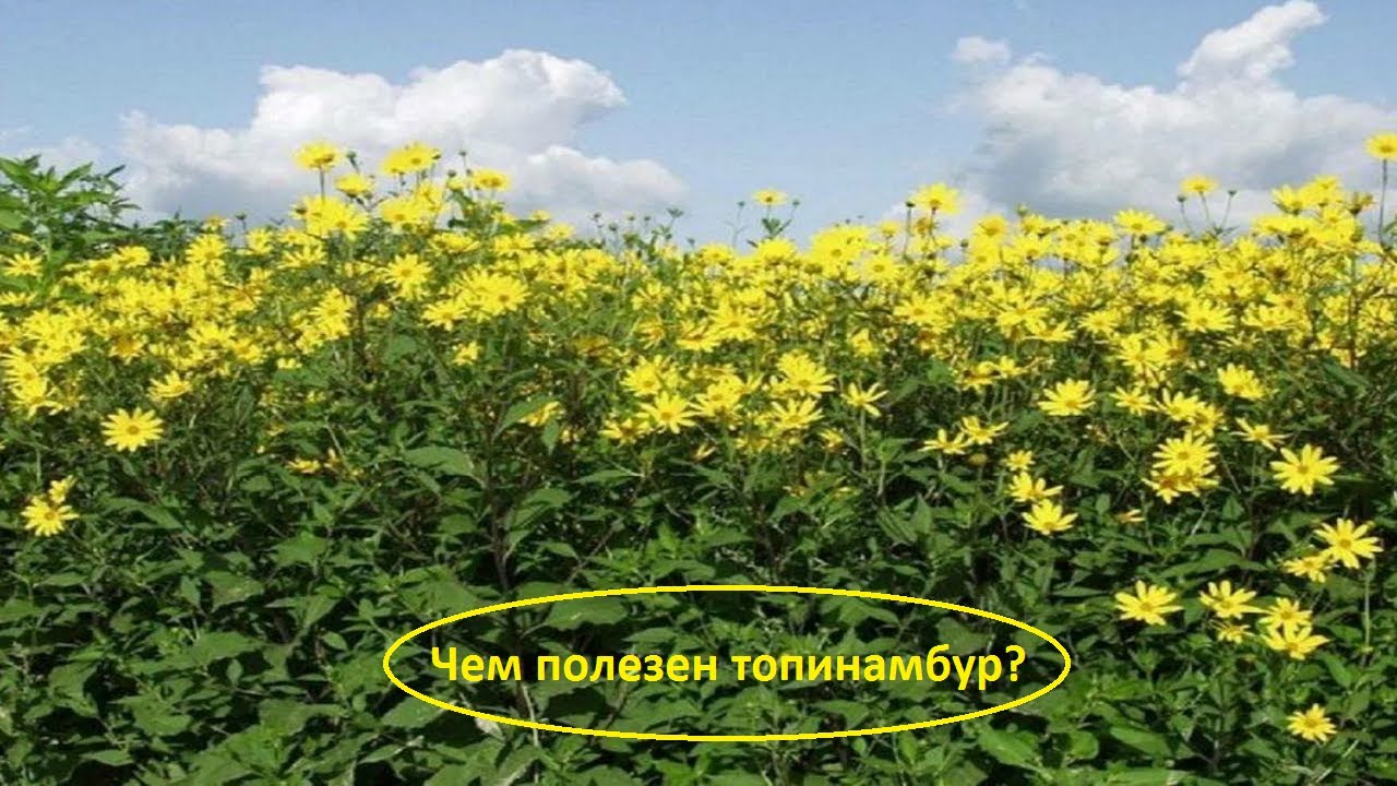 Топинамбур