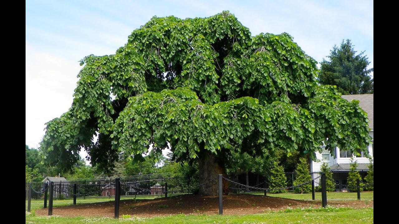 Вяз голый Вяз голый
