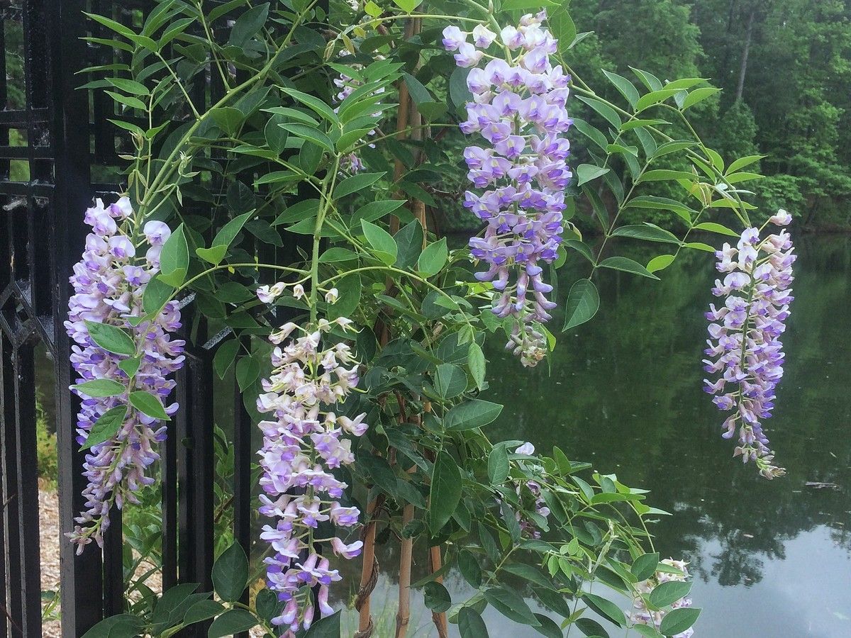 Глициния венус