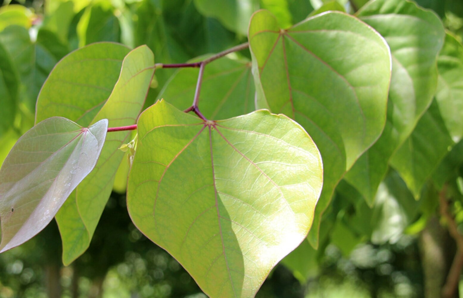 Багрянник китайский