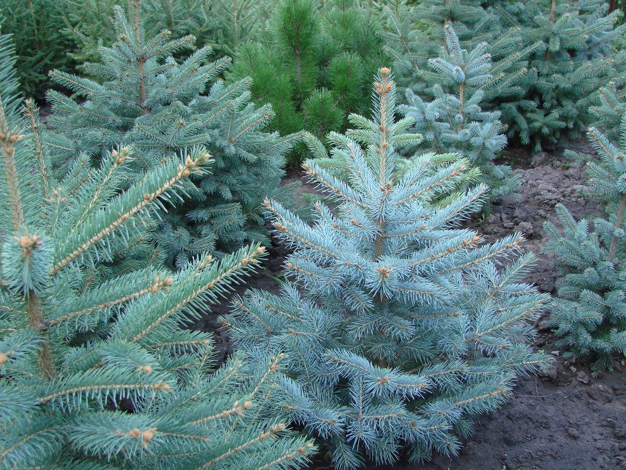 Ель голубая Ель голубая