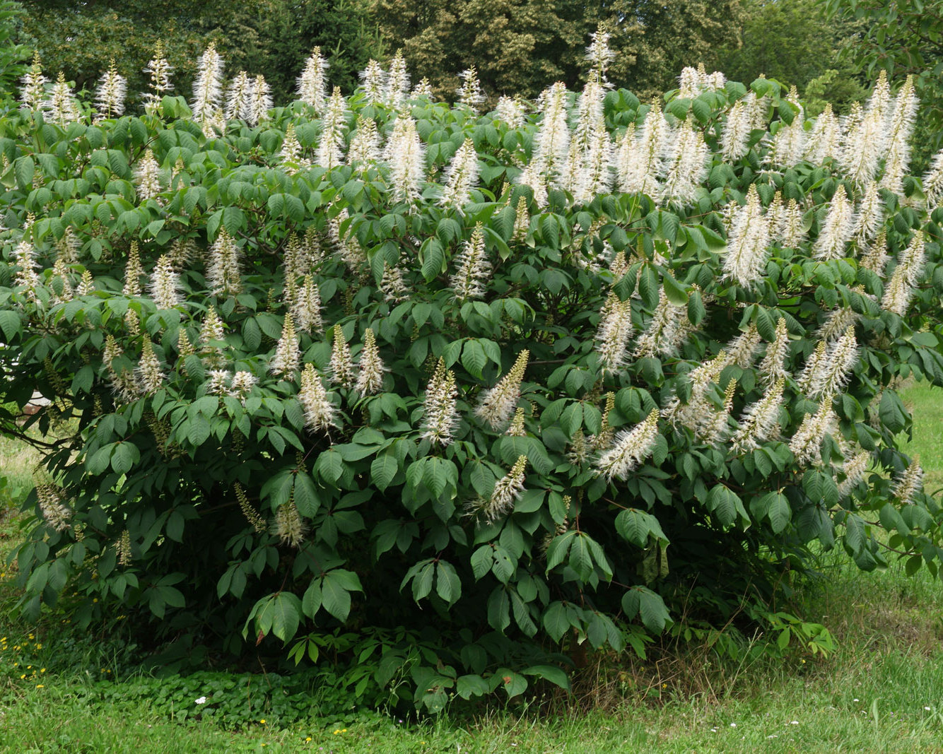 Каштан низкорослый