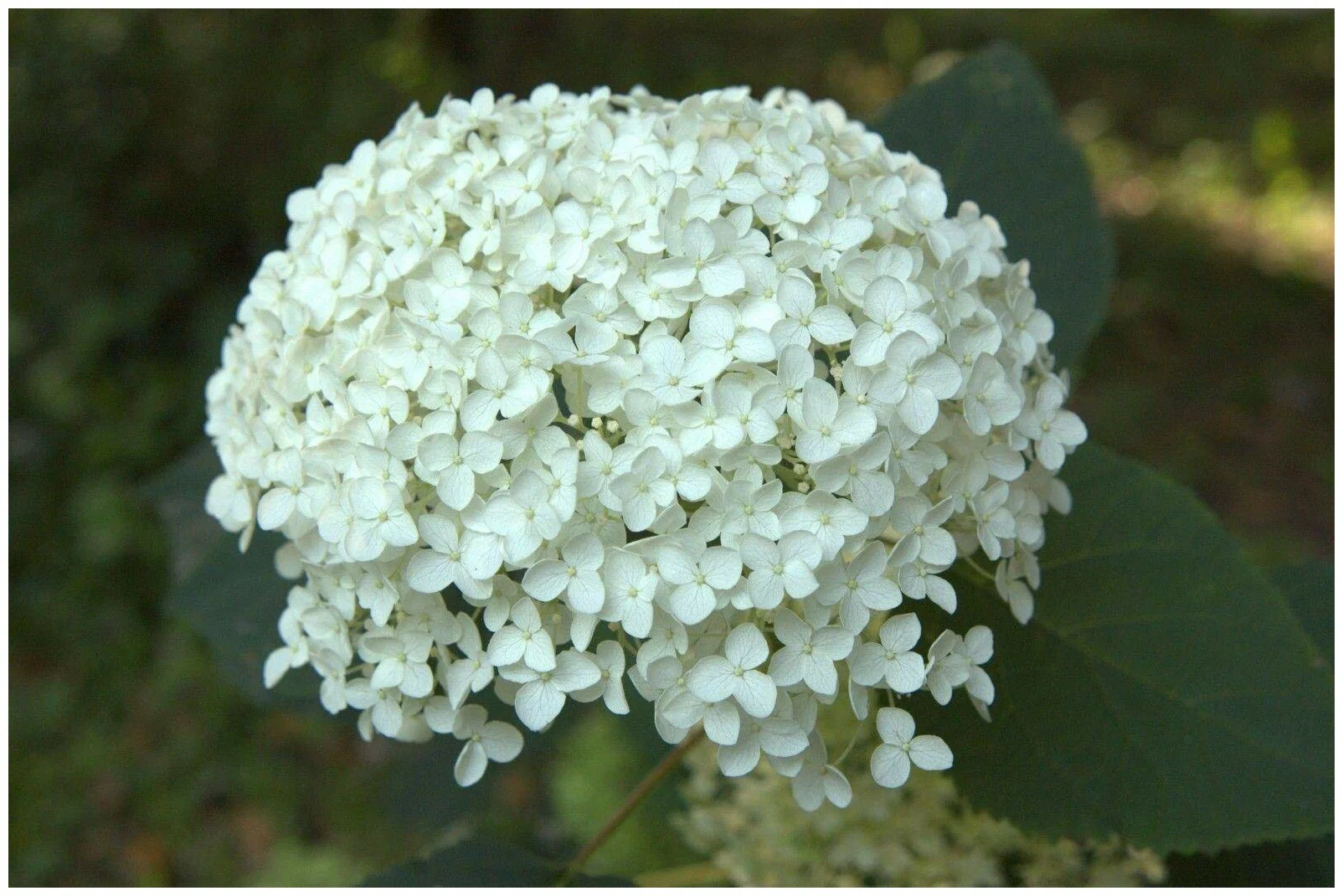 Гортензия древовидная