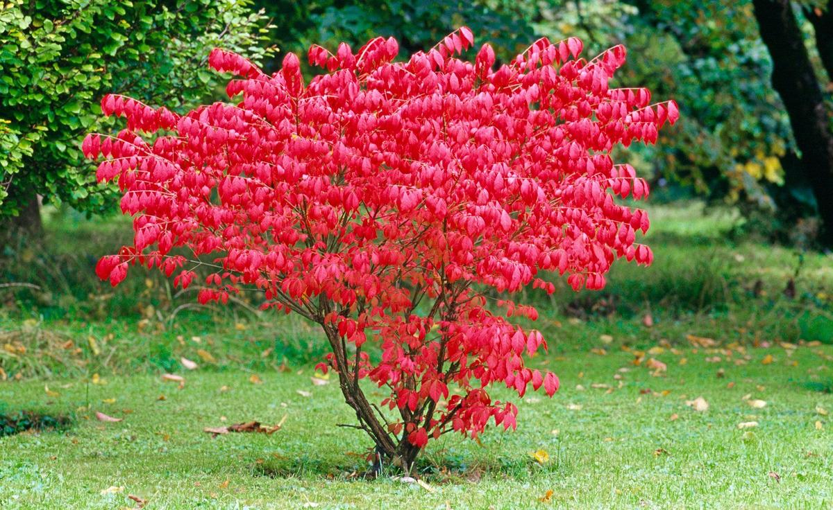 Бересклет крылатый