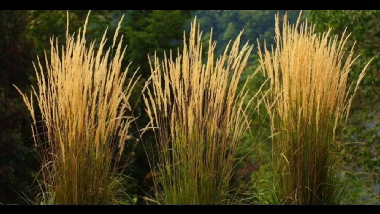 Вейник Вейник