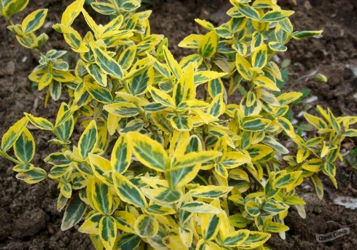 Бересклет Форчуна