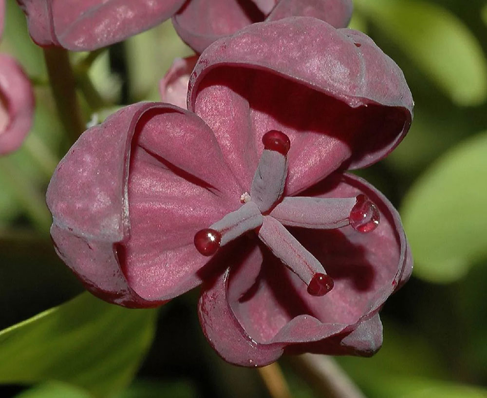 Акебия крупноцветковая