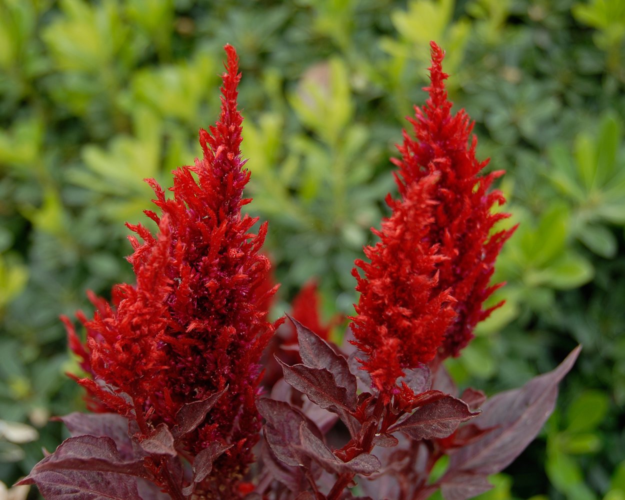 Бархат (растение)