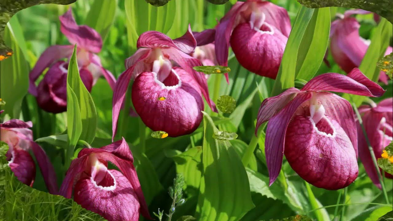 Башмачок Башмачок