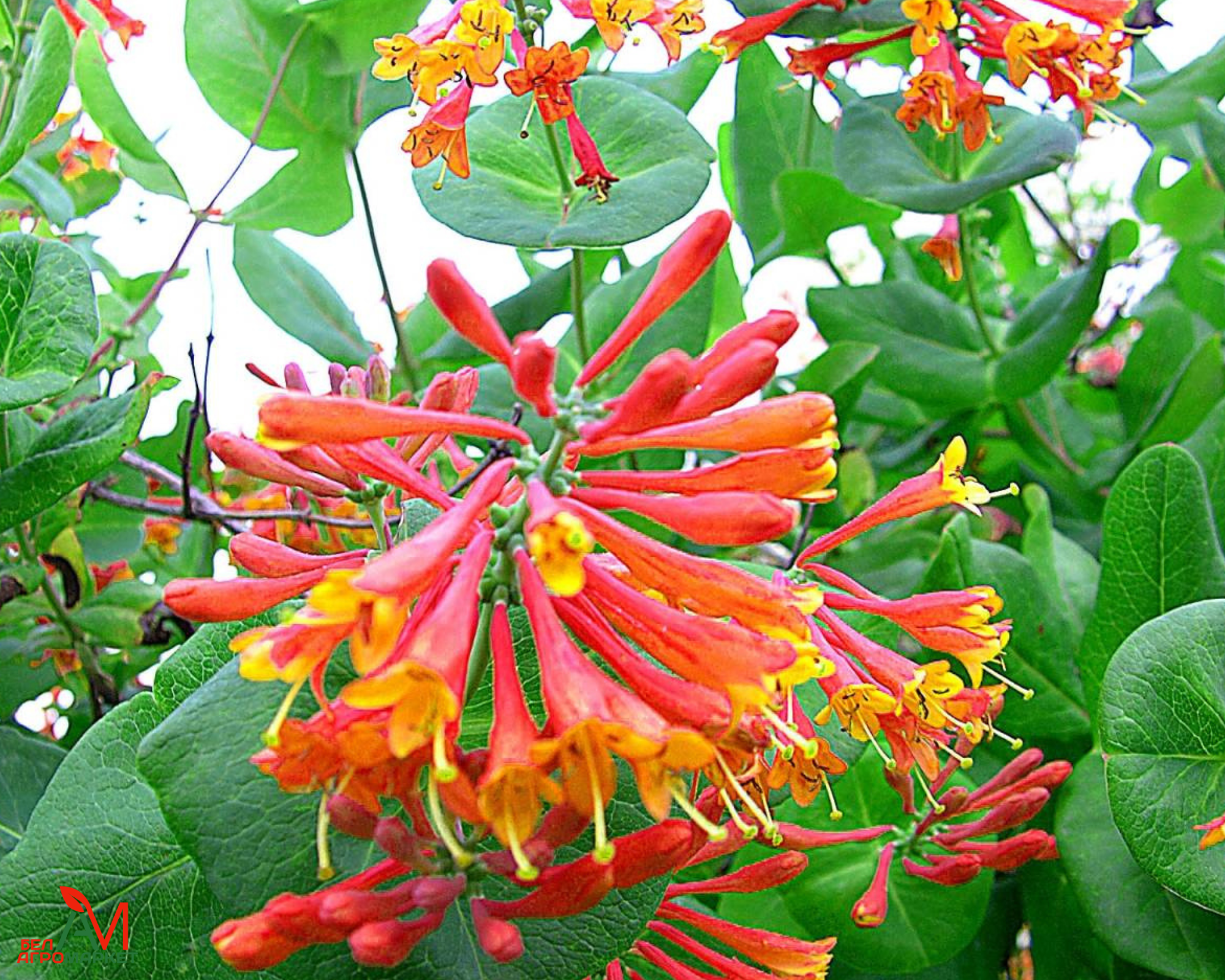 Жимолость каприфоль