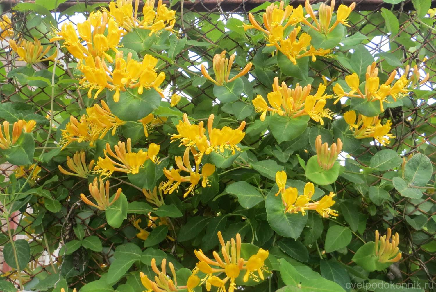 Жимолость Тельмана