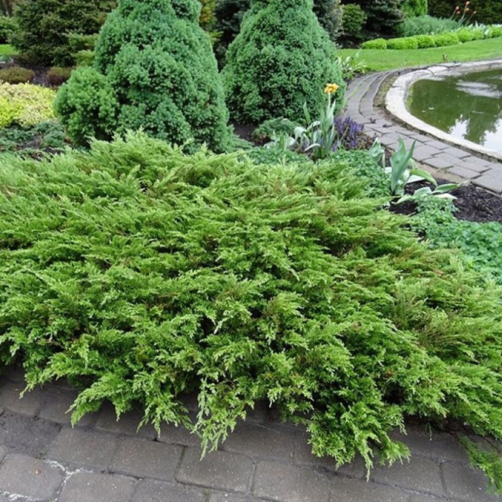 Можжевельник казацкий