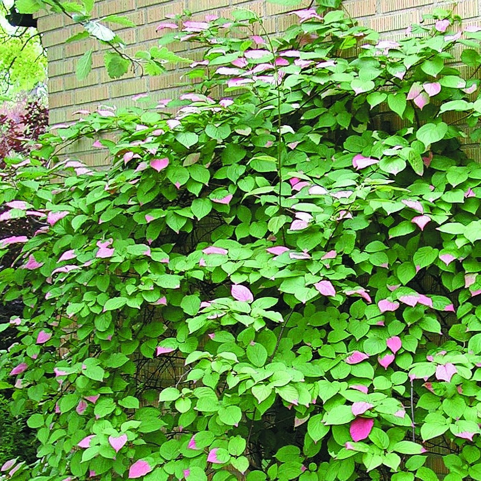 Актинидия рубра