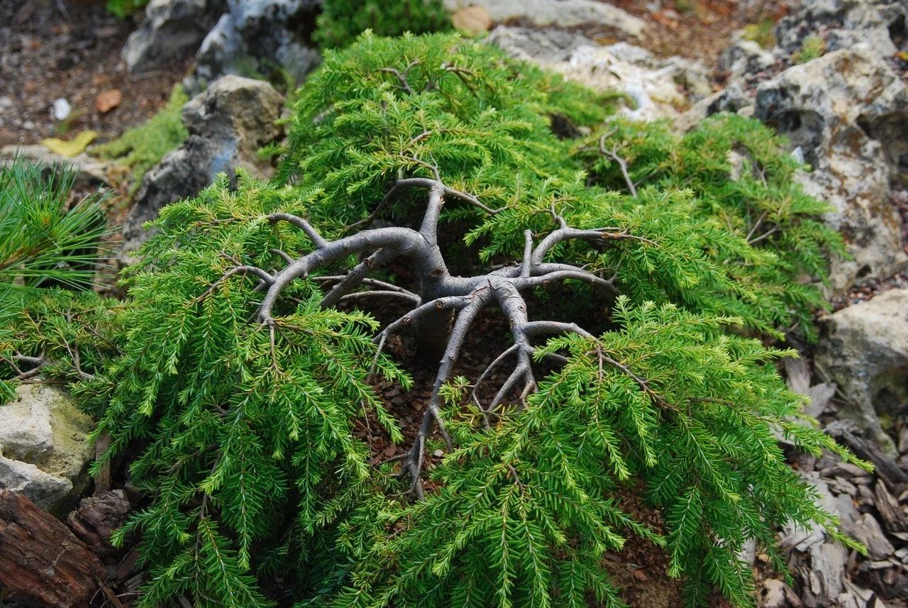 Тсуга Тсуга