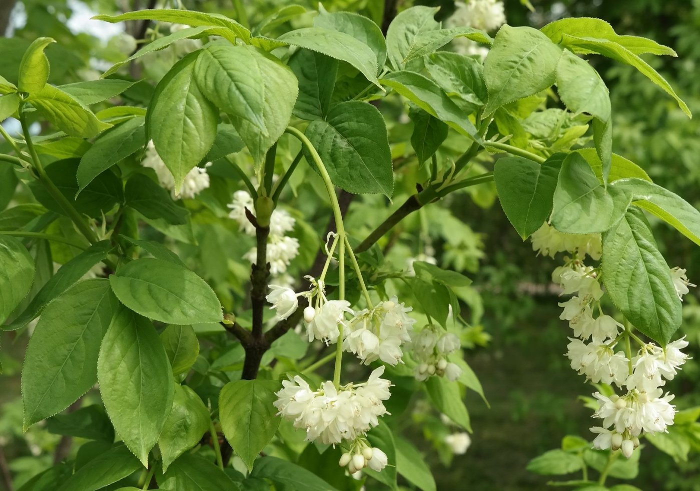 Клекачка Клекачка