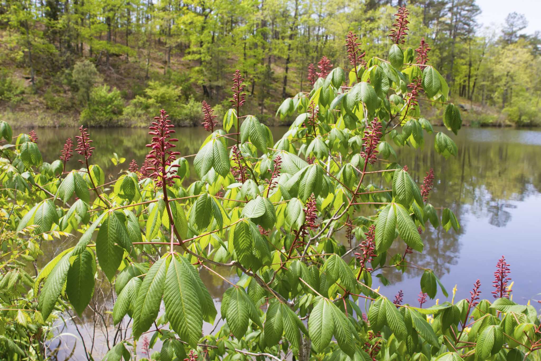 Каштан конский красный Каштан конский красный
