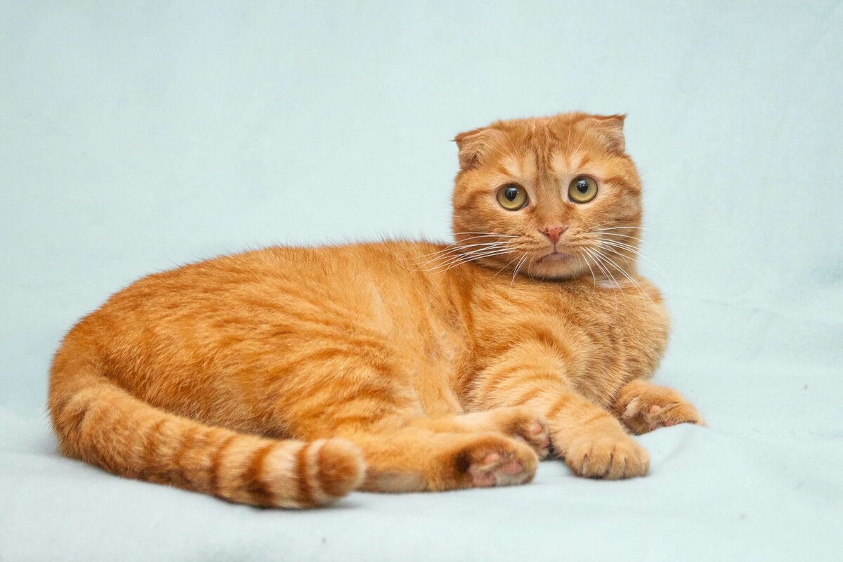 Луносемянник золотистый