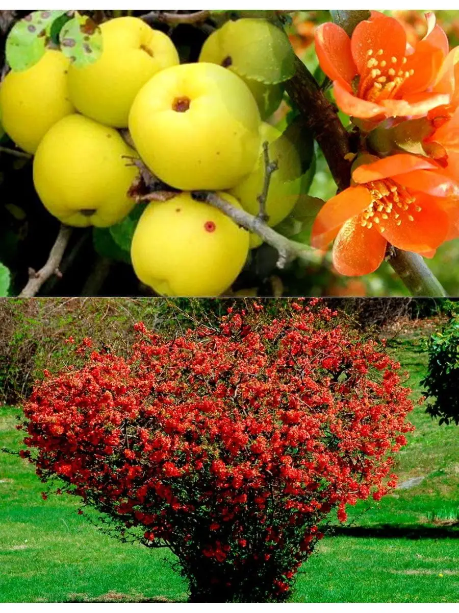 Айва японская