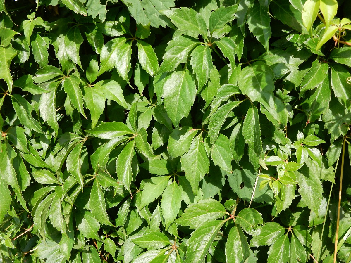 Девичий виноград прикрепленный