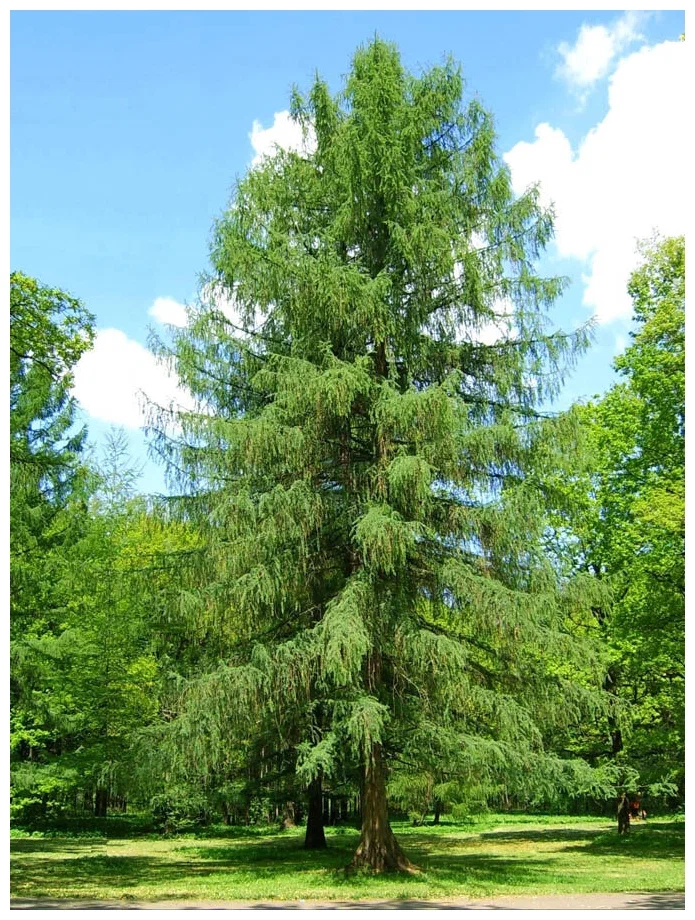 Лиственница сибирская