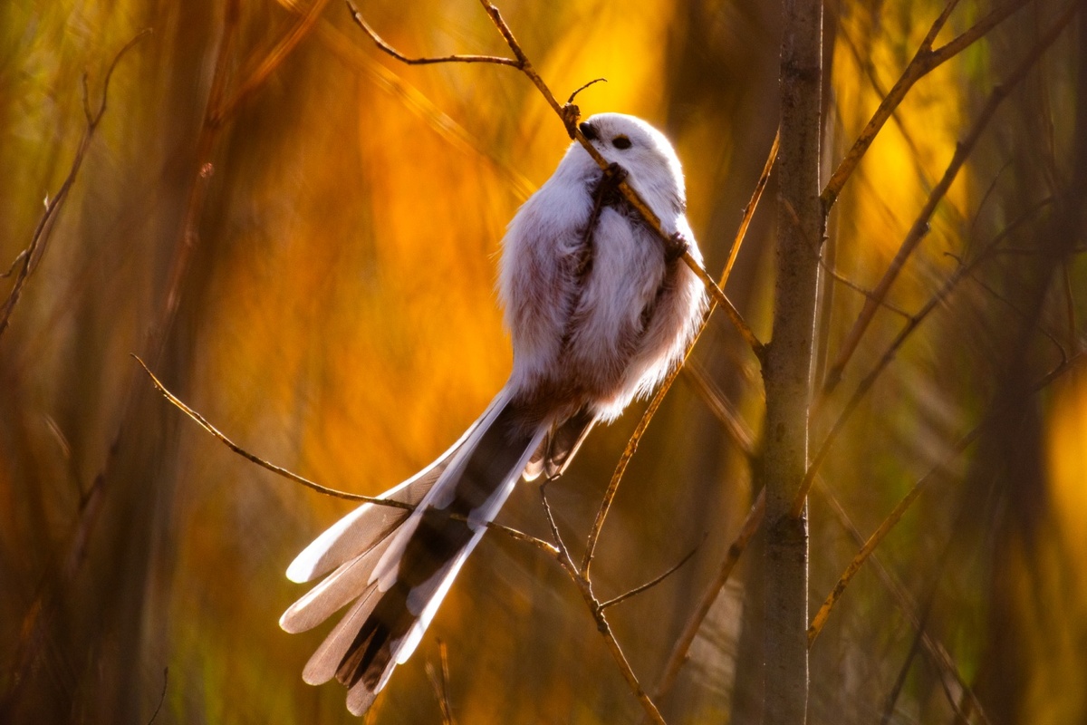 Древогубец розовый