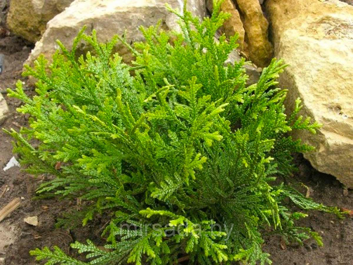 Туевик Туевик