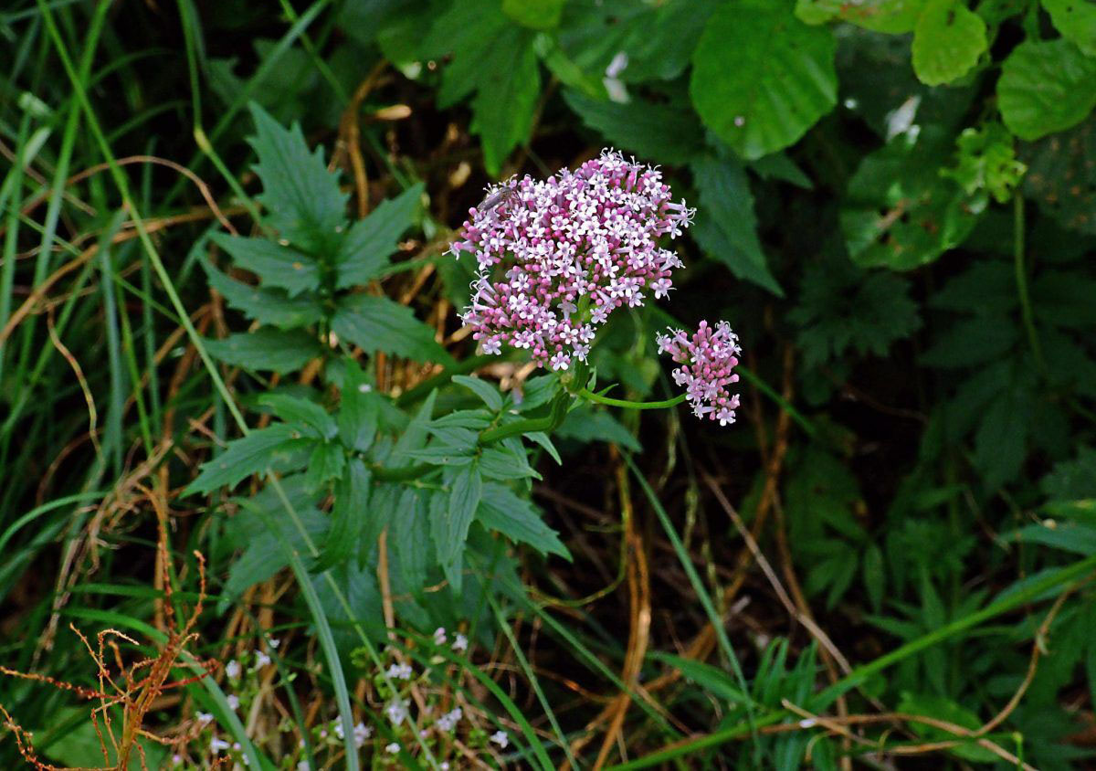 Валериана Валериана