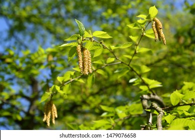 Береза вишневая