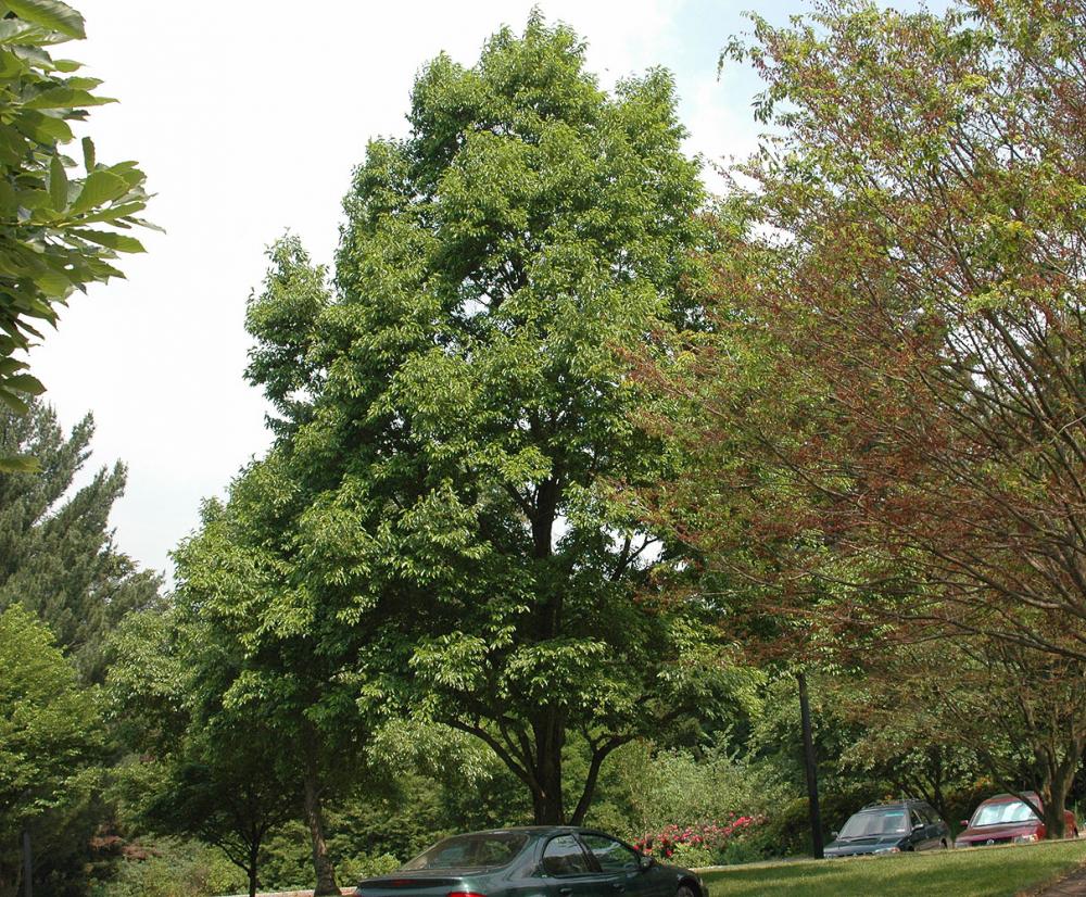 Ольха японская