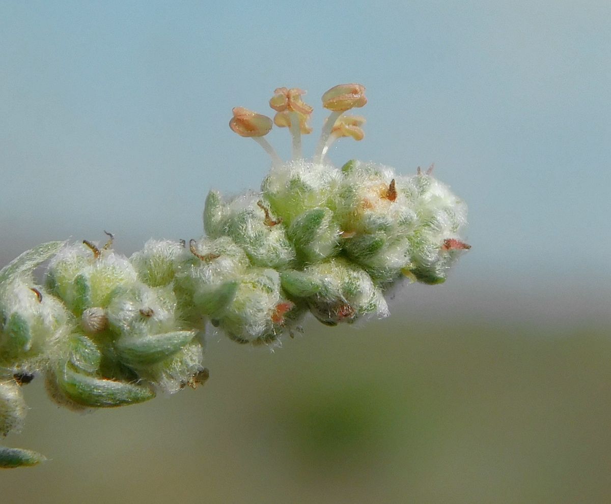 Бассия простёртая Бассия простёртая