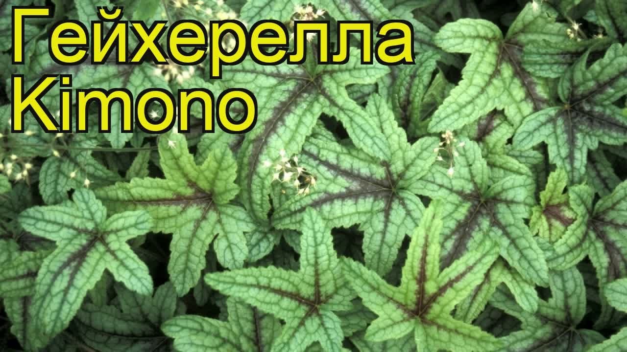 Гейхерелла