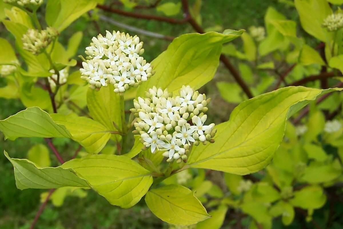 Дерен Дерен