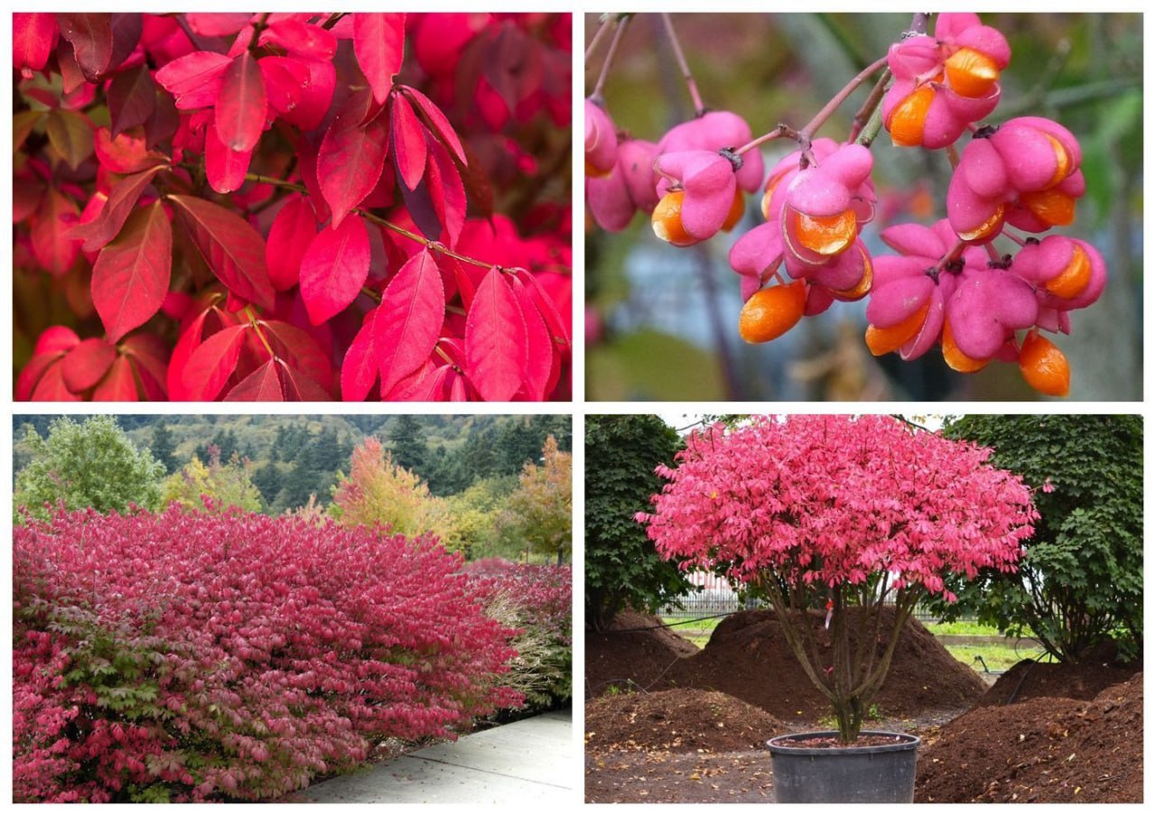 Бересклет крылатый