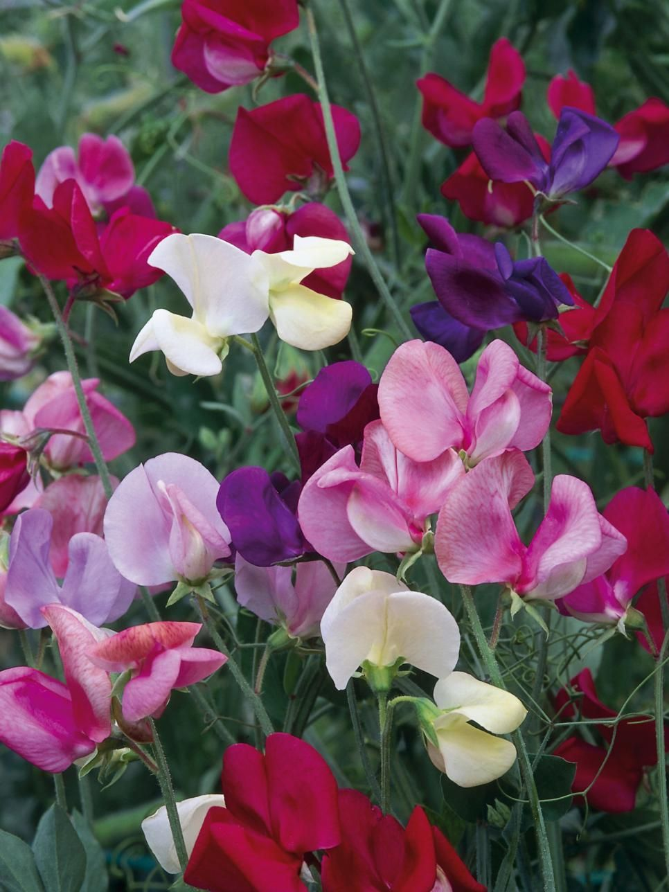 Душистый горошек Душистый горошек