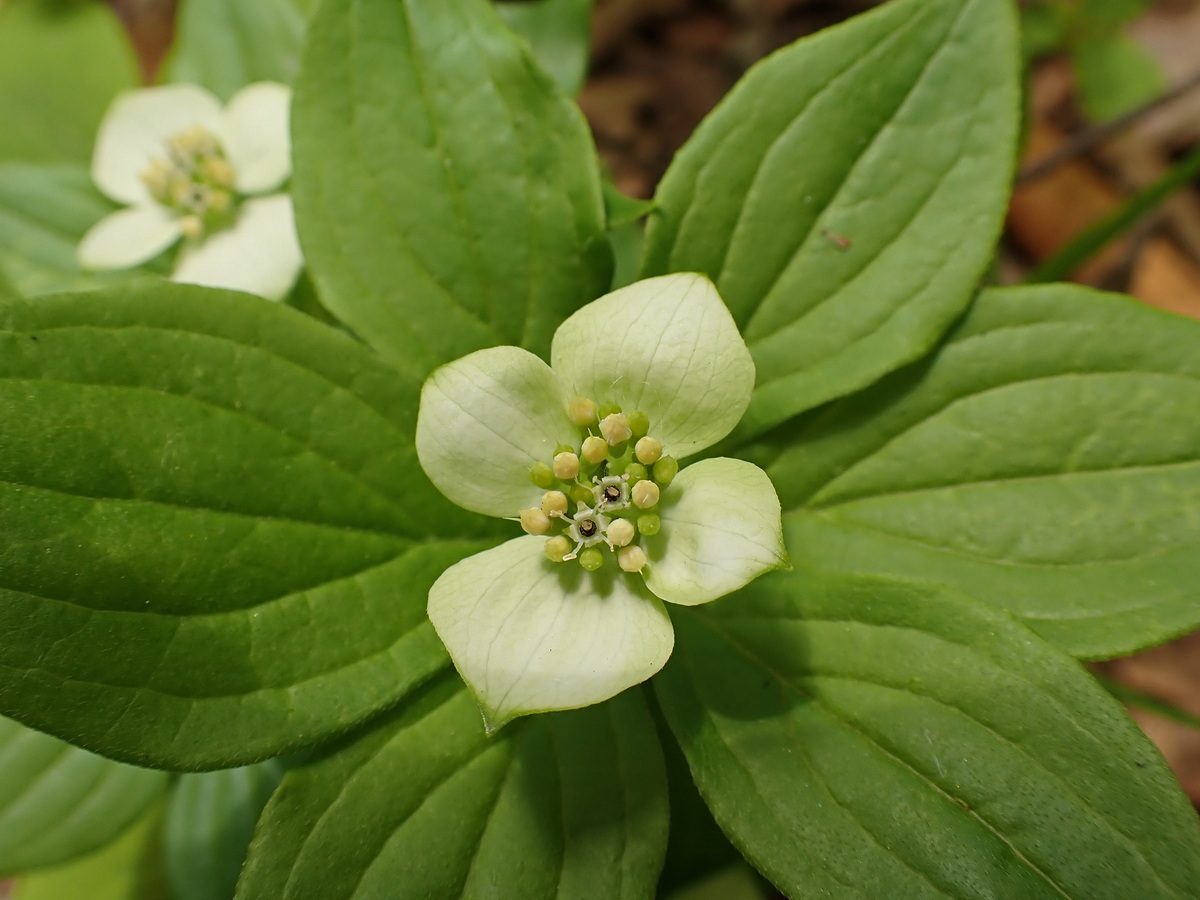 Дерен канадский Дерен канадский