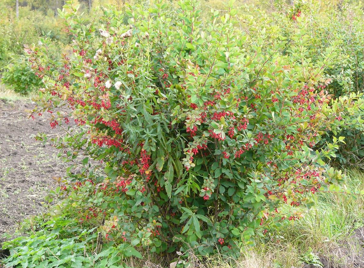 Барбарис сетчатолистный