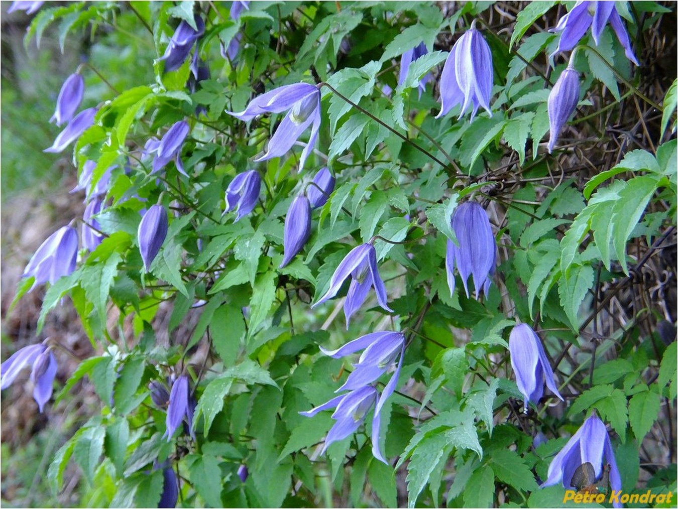 Княжик Арманда Княжик Арманда