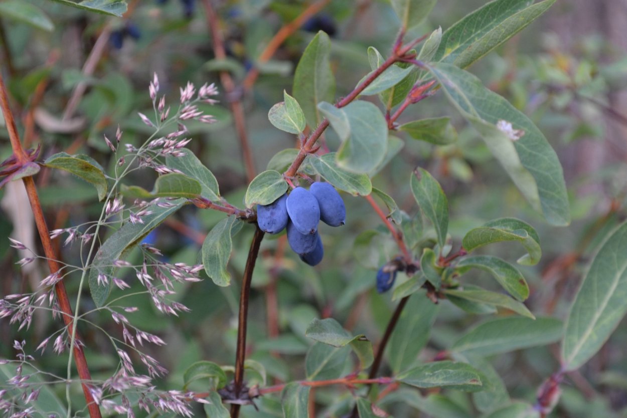 Жимолость алтайская