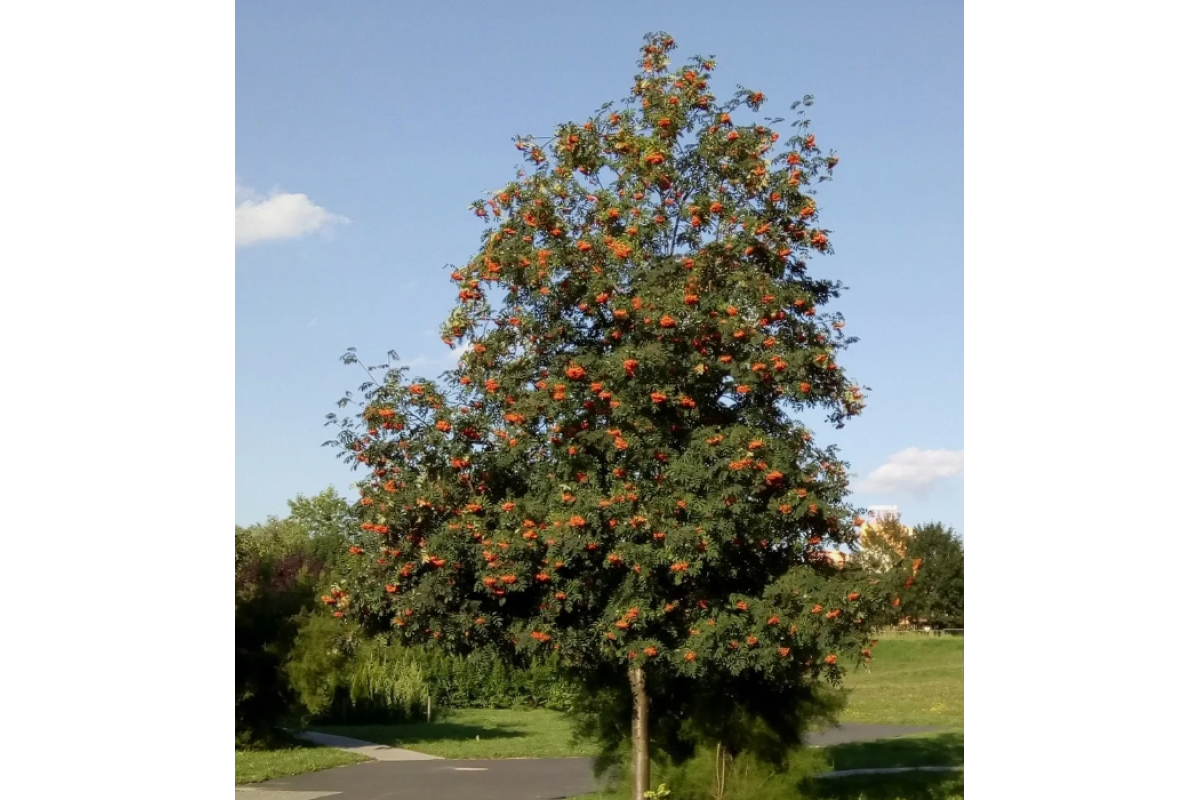 Рябина обыкновенная