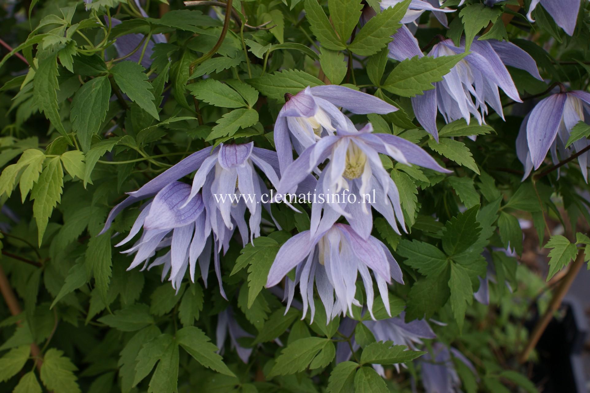 Княжик Арманда Княжик Арманда