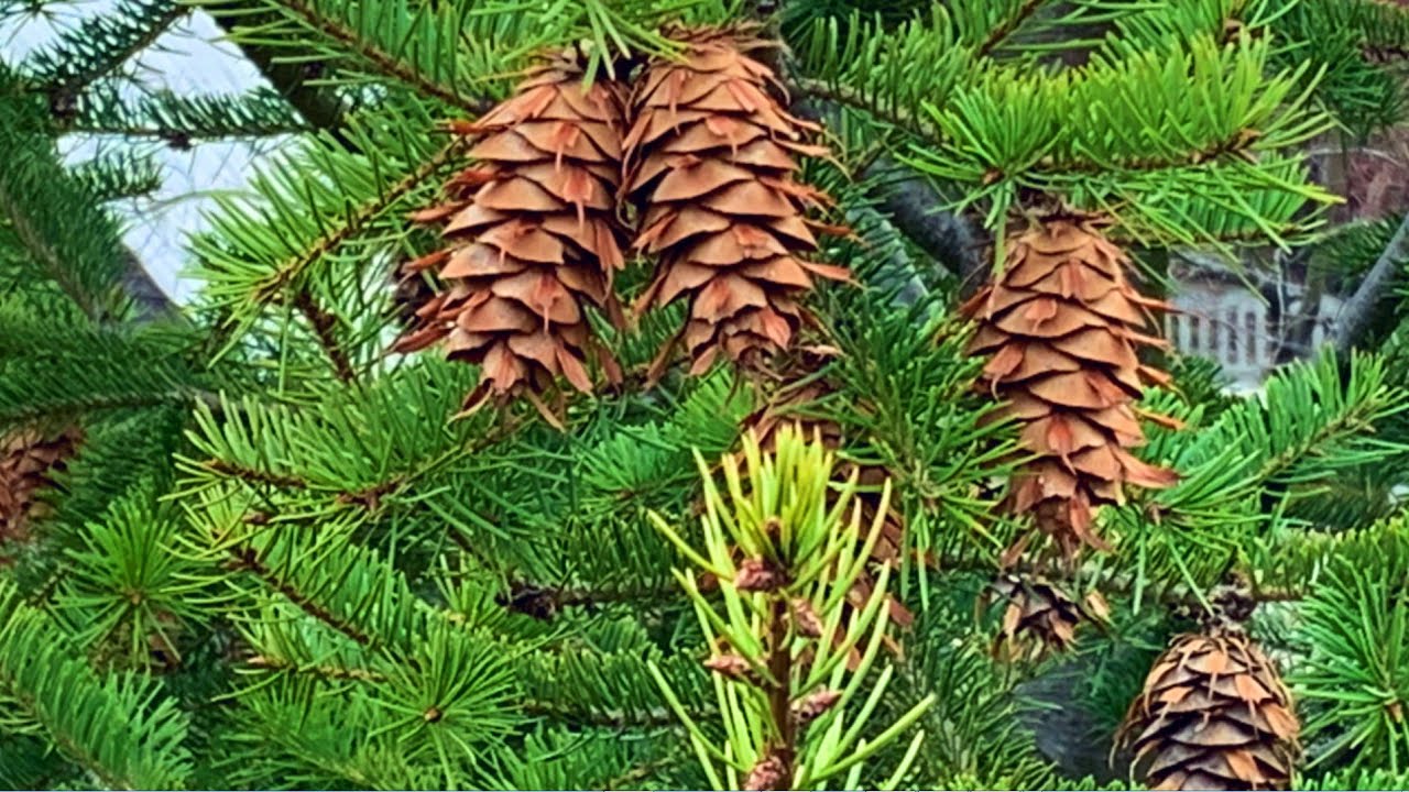 Псевдотсуга