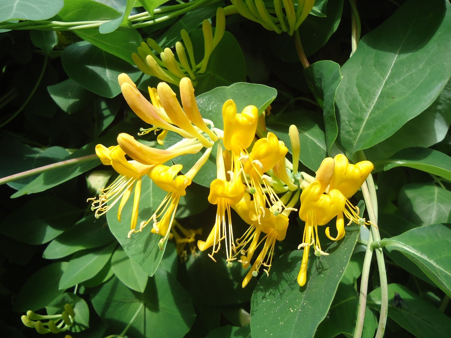 Жимолость золотистая