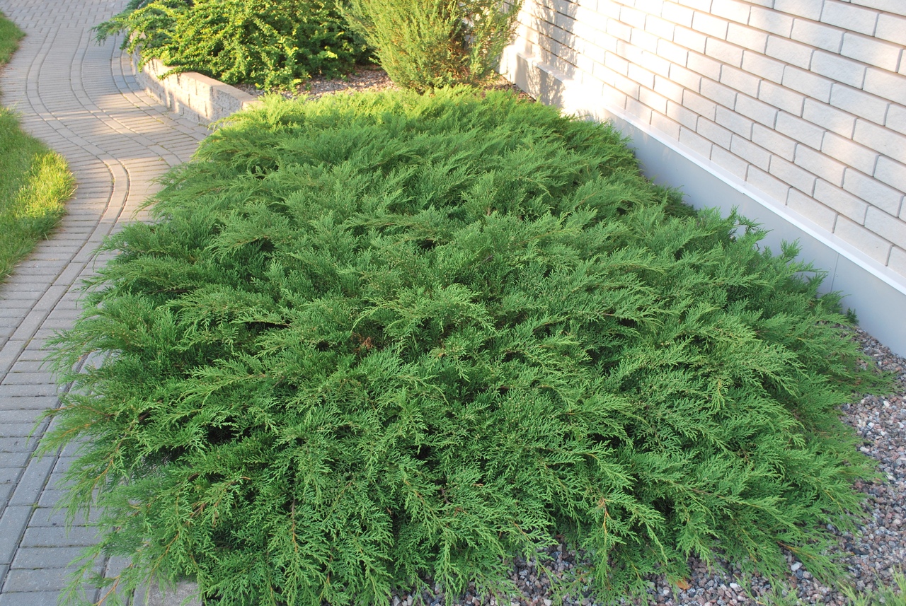 Микробиота