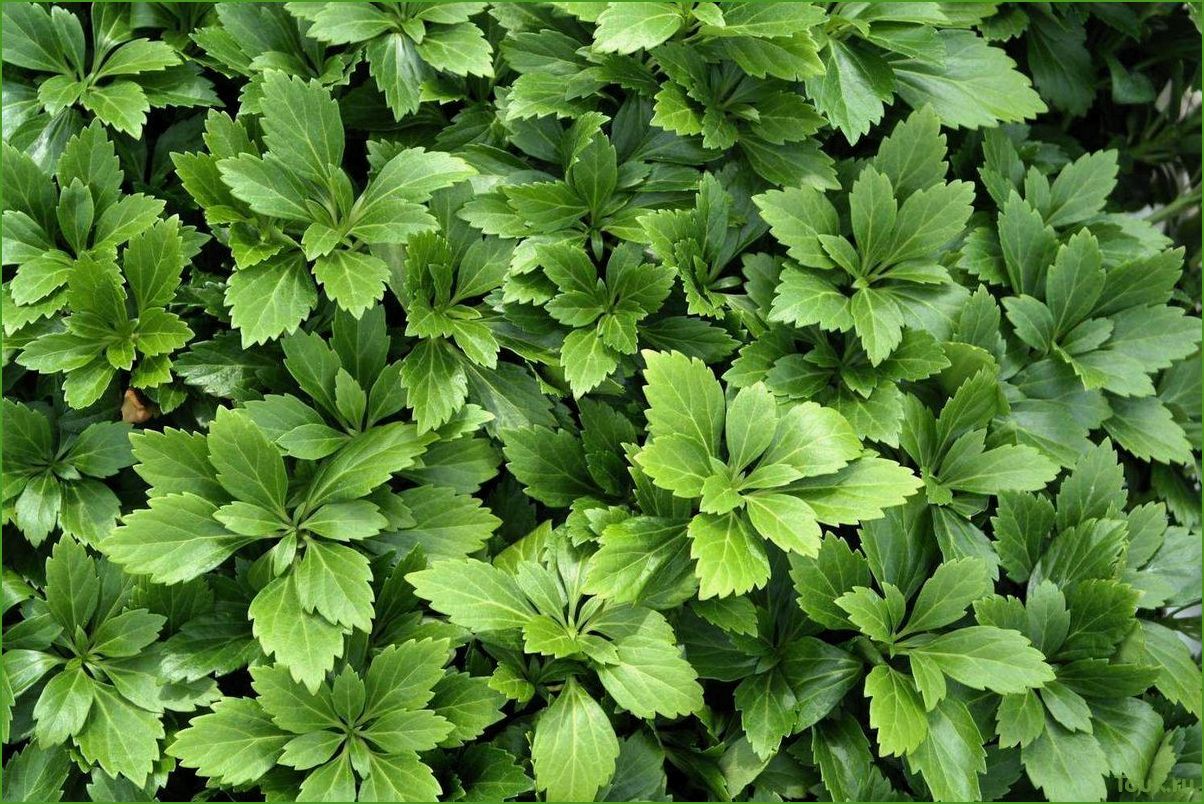 Пахизандра Пахизандра