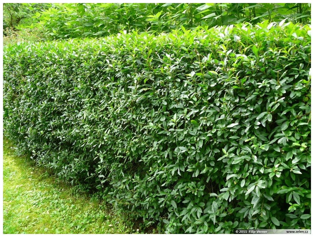 Бирючина плотная Бирючина плотная