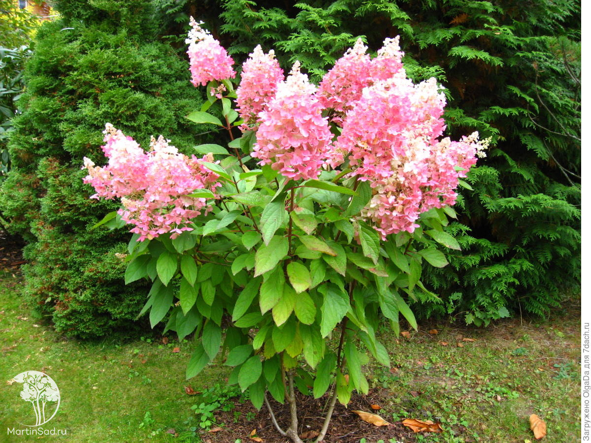 Гортензия метельчатая Гортензия метельчатая