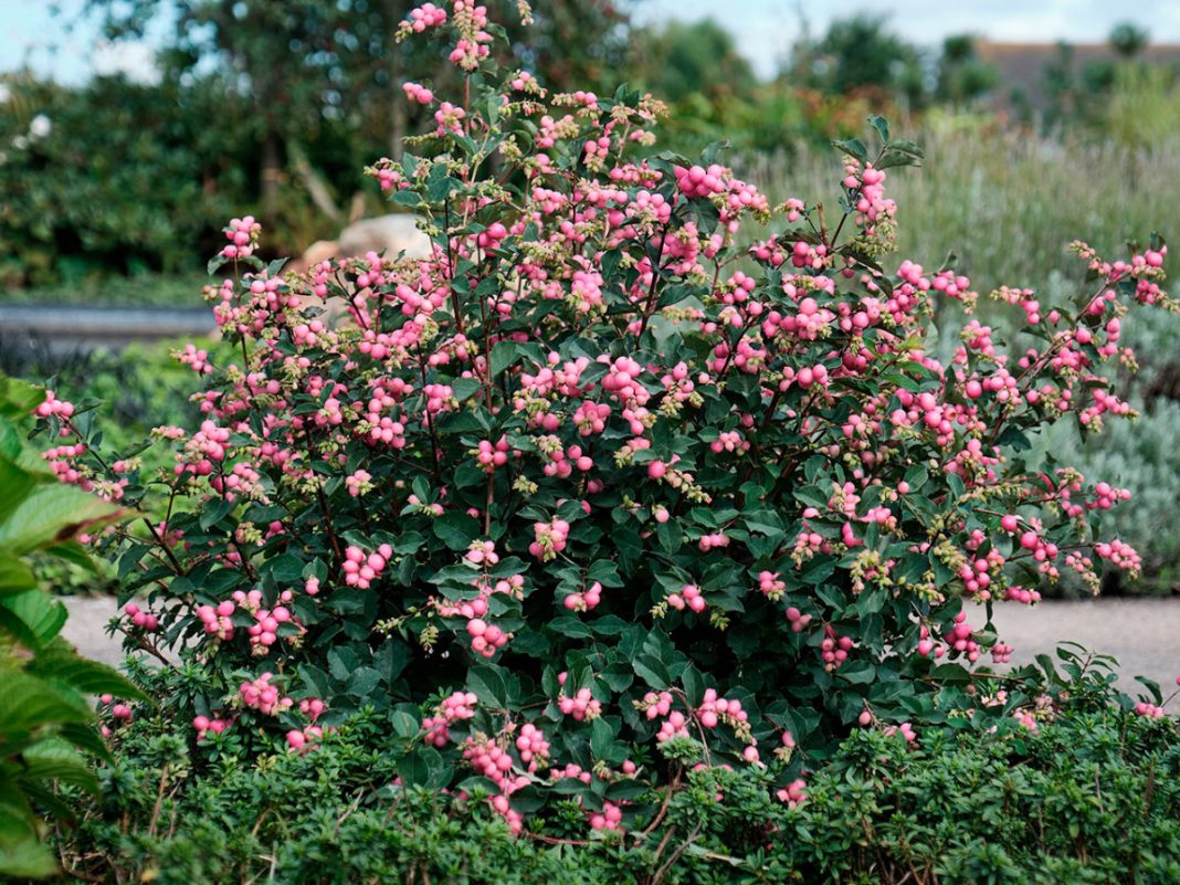 Снежноягодник западный
